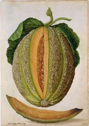 Melone, ca. 1568